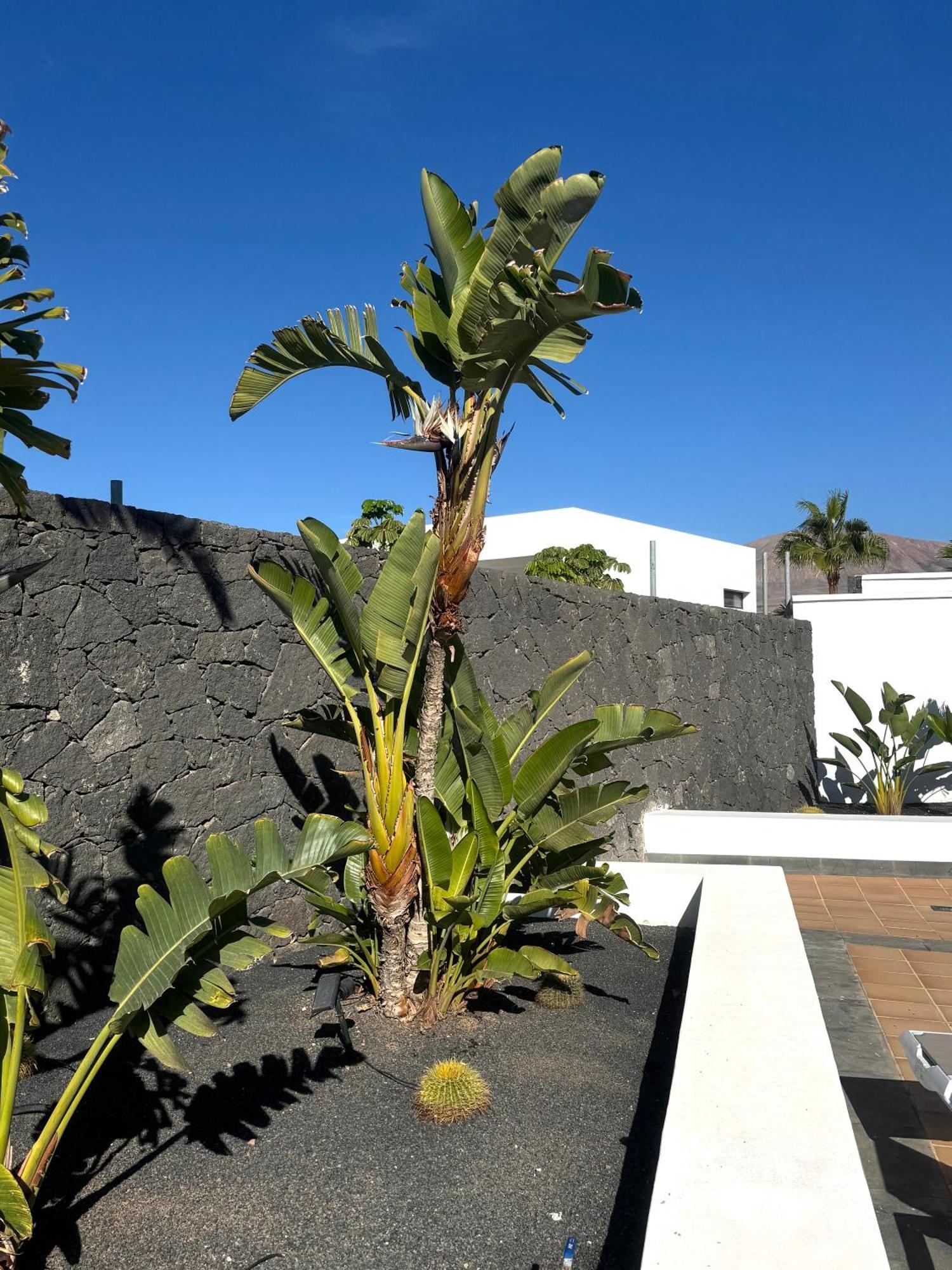 Villa Dedalos - A Luxury Large Villa With A Heated Pool In Puerto Calero Eksteriør billede
